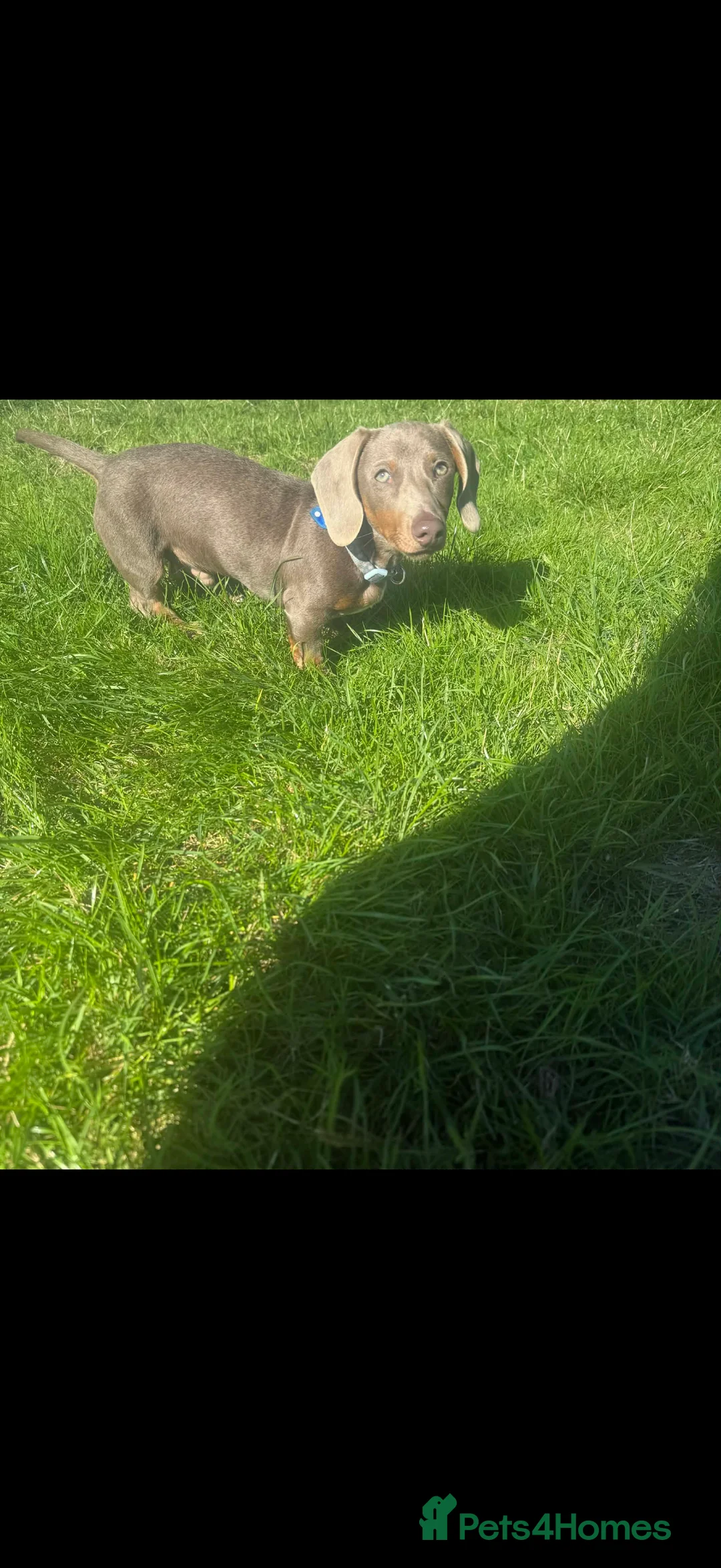 Dachshund dogs for sale: Miniture in Shrewsbury - Advert 4