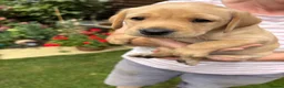 Labrador Retriever dogs for sale: Yellow Labrador puppies  in Malton - Advert 6
