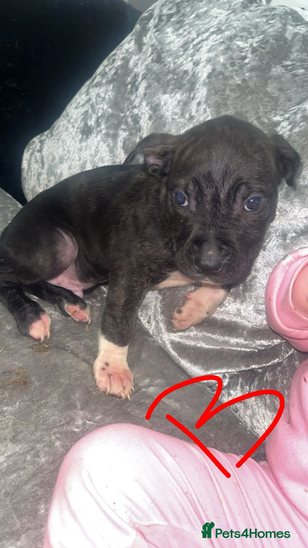 Mixed Breed dogs for sale:  Chunky Staffy x Cane Corso Puppies  - Advert 17