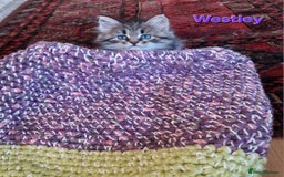 Siberian cats for sale: Siberian kittens GCCF registered, champion lines - Image 3