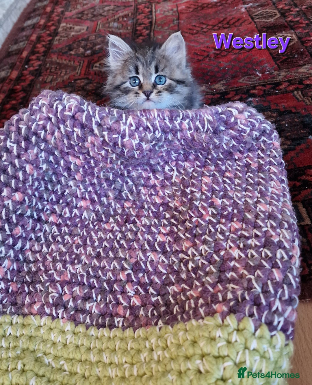 Siberian cats for sale: Siberian kittens GCCF registered, champion lines - Image 3