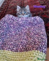 Siberian cats - Advert 1