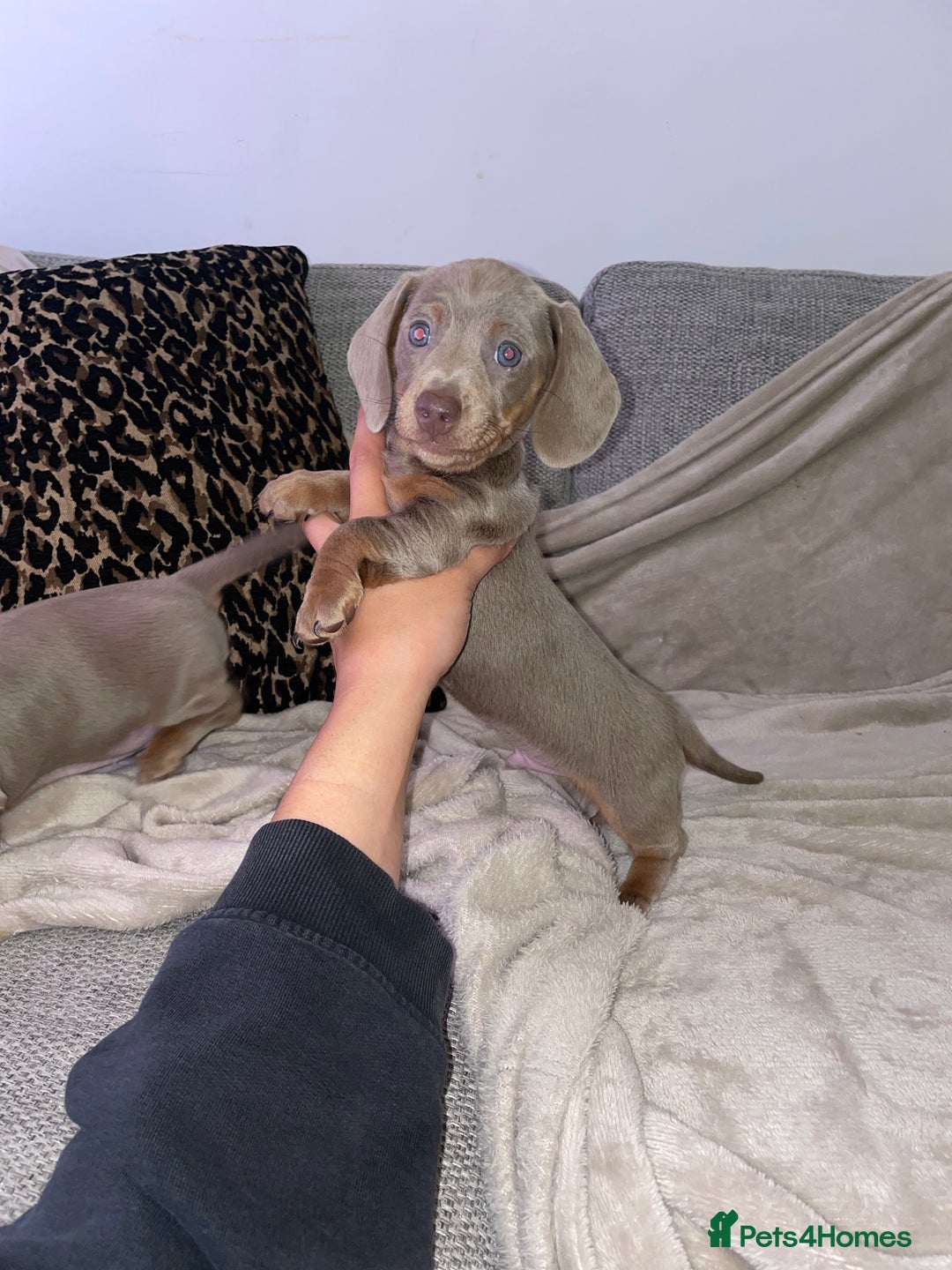 Miniature Dachshund dogs for sale: ❤️5 Mini Dachshunds ready for their new homes❤️ - Image 14