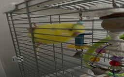 Budgerigars birds for sale: Sonny - Image 2