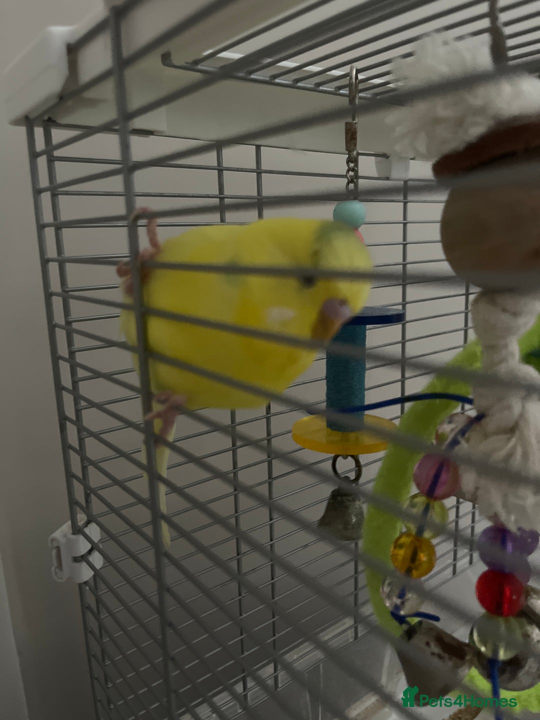Budgerigars birds for sale: Sonny - Image 2