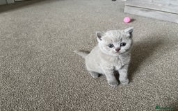 British Shorthair cats for sale: Chunky Lilac & blue bsh kittens  - Image 13