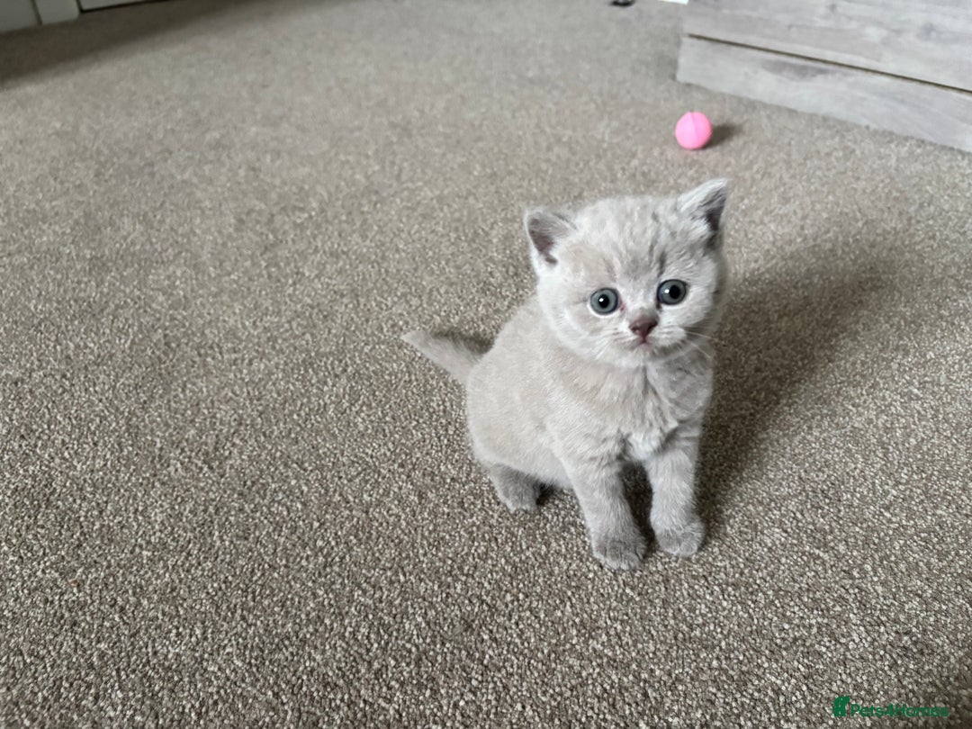 British Shorthair cats for sale: Chunky Lilac & blue bsh kittens  - Image 13