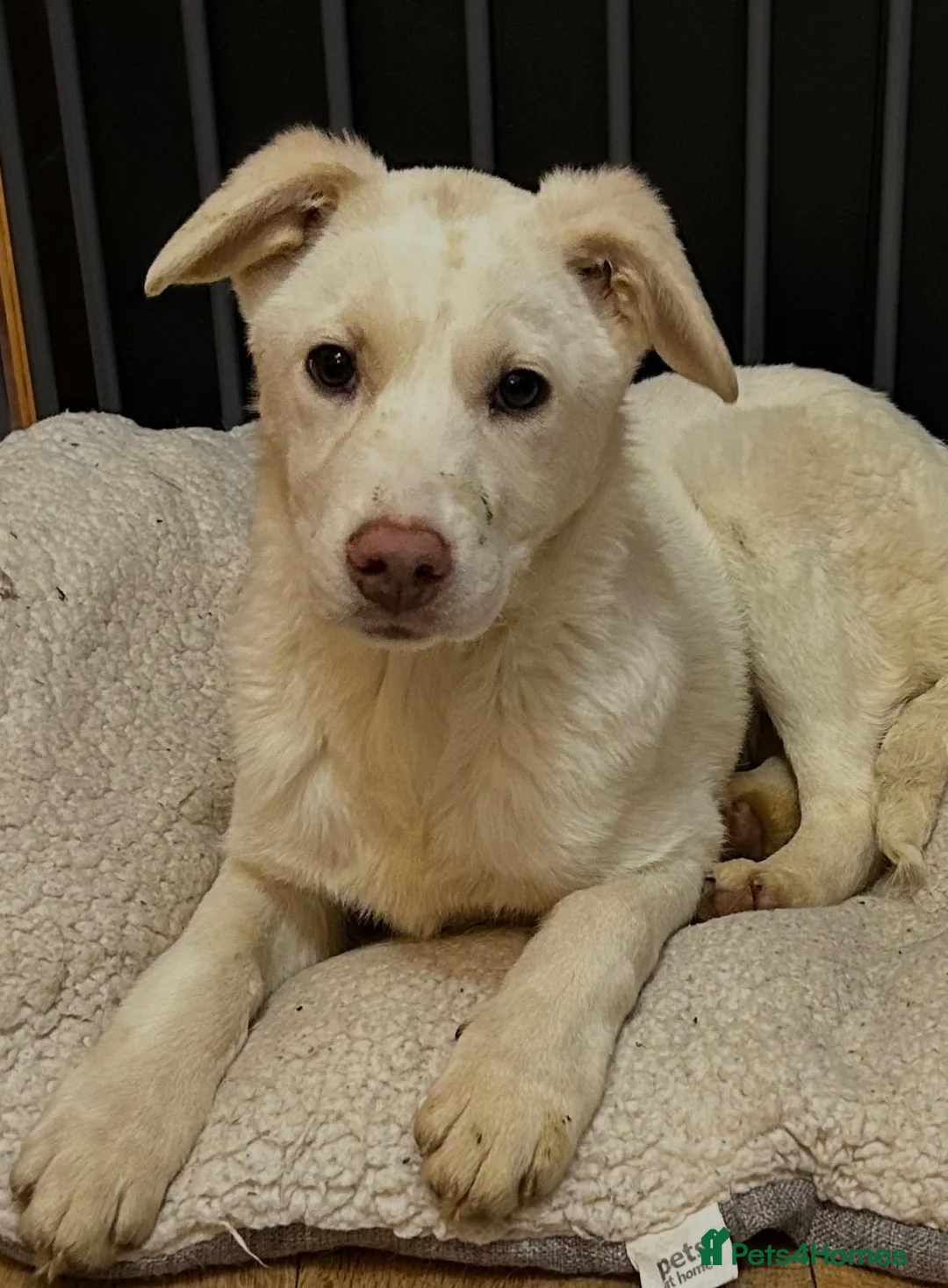 Mixed Breed dogs for adoption: Daisy 🌼  - Advert 5