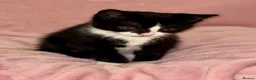 Mixed Breed cats for sale: Kittens in Telford - Advert 7