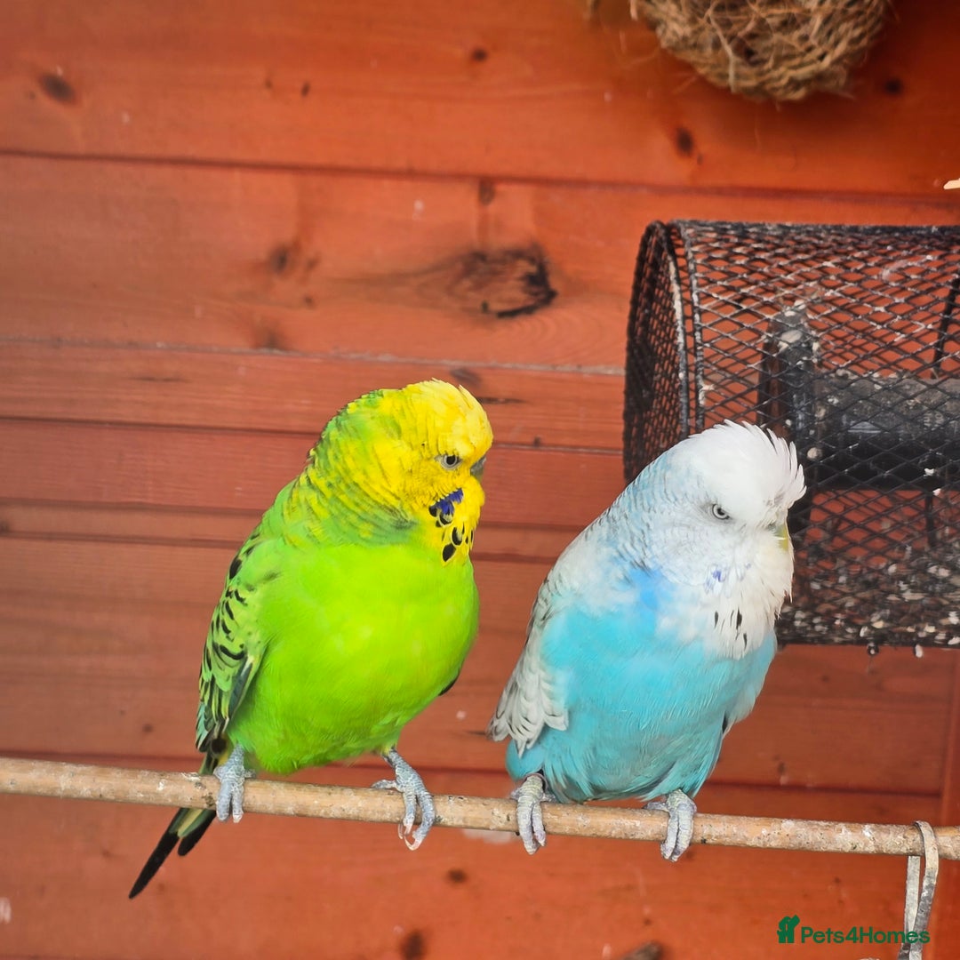 Mixed Breed birds for sale: BIRD AVIARY INCLUDING ALL BIRDS  - Image 10
