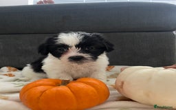 Mixed Breed dogs for sale: Maltese cross La Chon puppies  - Image 11