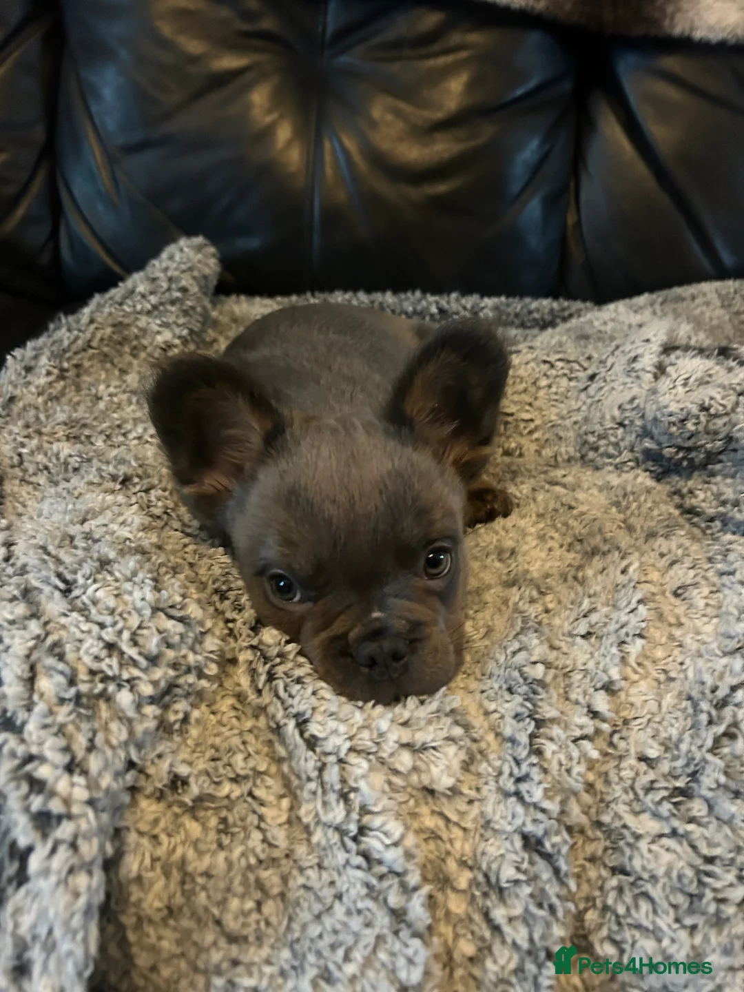 French Bulldog dogs for sale: Male fluffy frenchie - Advert 5