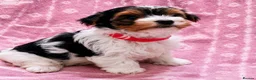 Biewer Terrier dogs for sale: Biewer Yorkshire Terrier Puppies 2 Girls, 2 Boys  - Advert 7