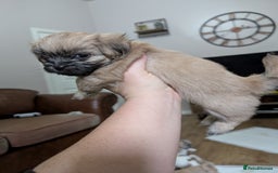 Mixed Breed dogs for sale: ShiChi - Image 7