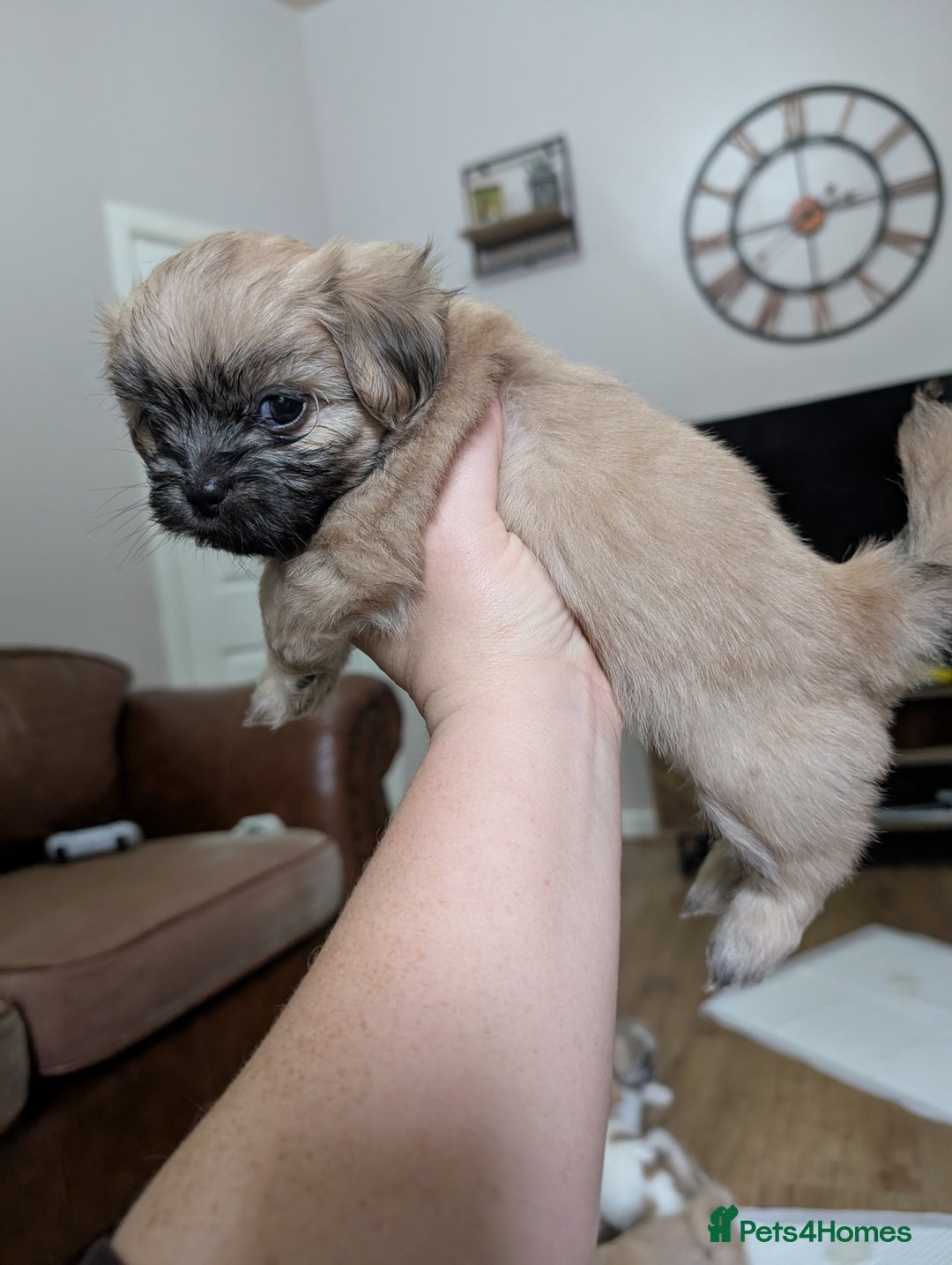 Mixed Breed dogs for sale: ShiChi - Image 7