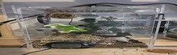 Spiders invertebrates for sale: Male phiddipus regius with full kit for sale - Advert 3