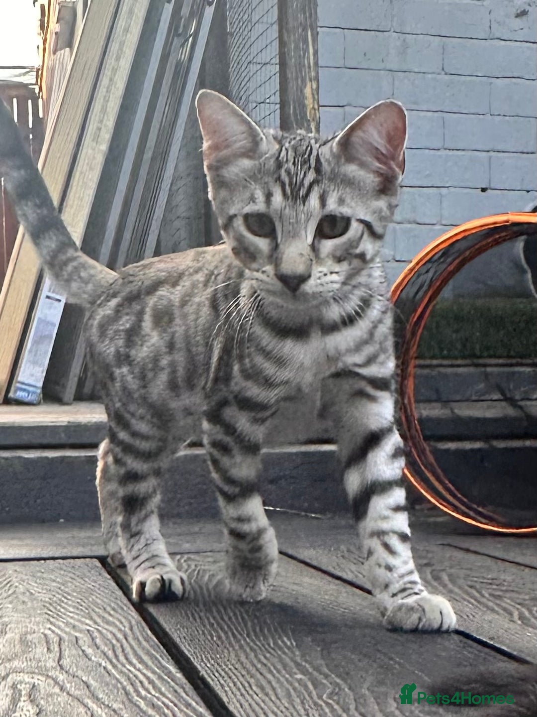 Savannah cats for sale: African bloodline, savanna kittens - Image 3