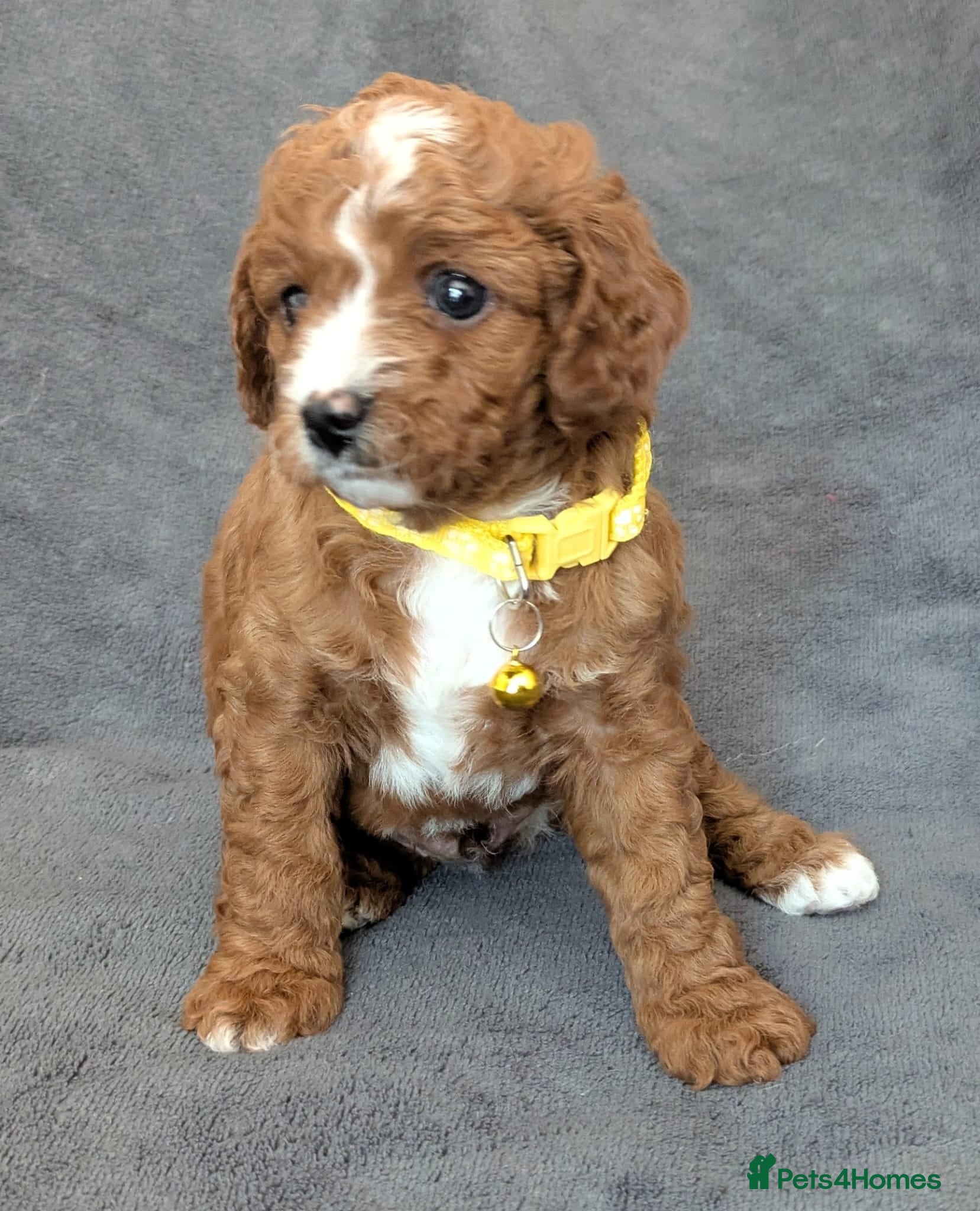 Cavapoo dogs Adorable Cavapoo Puppies From Licensed Breeder - Advert 2