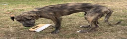 Lurcher dogs for sale: The last 2 lurcher pups.  in Skegness - Advert 8