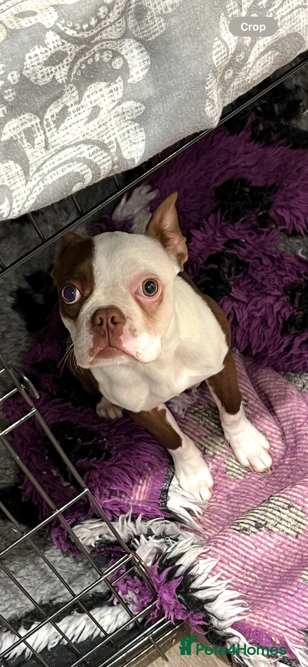 Boston Terrier dogs for sale: Quality Lines KC Registered Boston Terrier Puppies - Advert 20