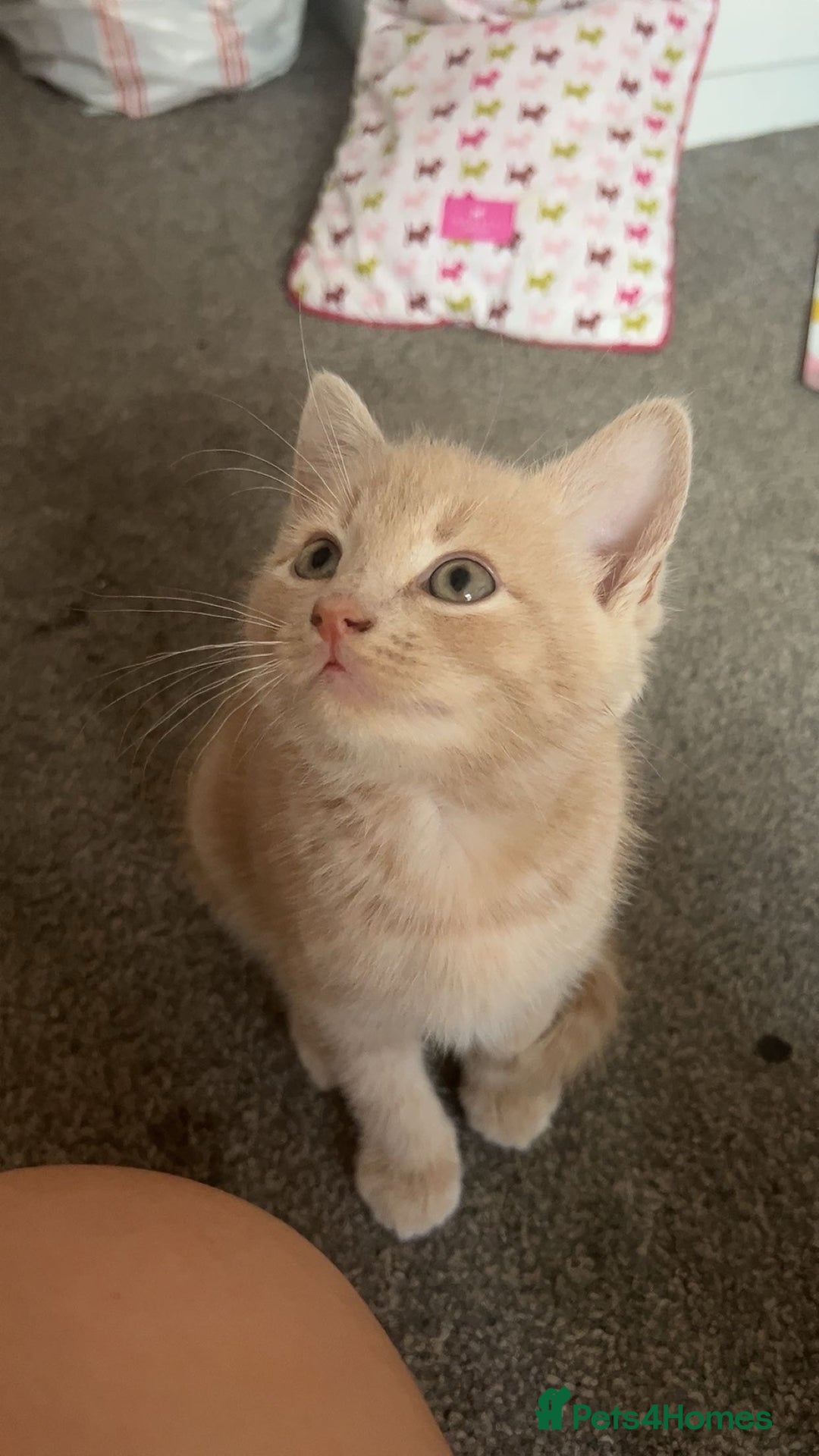 Domestic Shorthair cats for sale: Beautiful kittens ❤️❤️ - Image 1