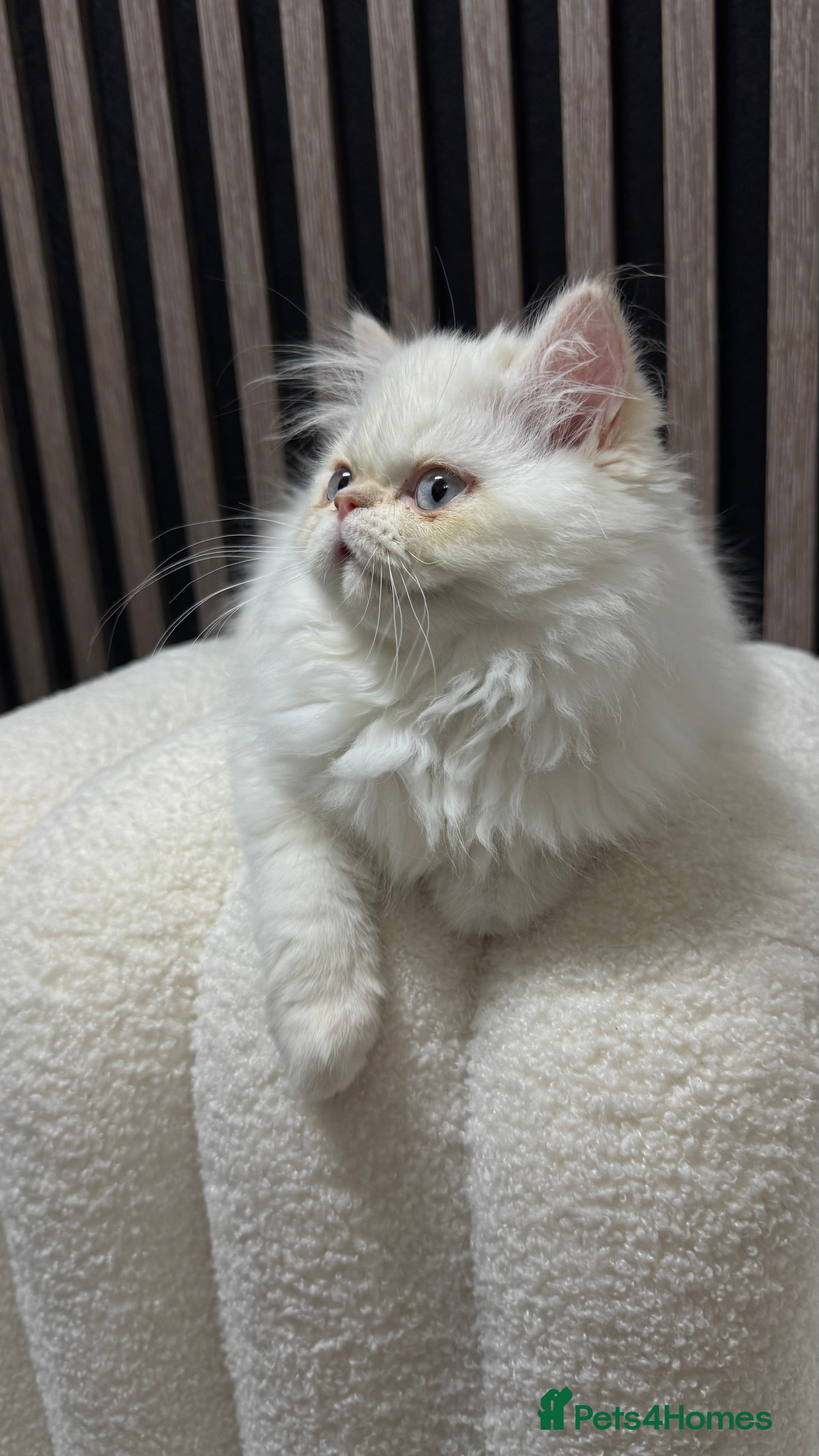 Persian cats Beautiful Persian Male Kitten Available - Advert 10