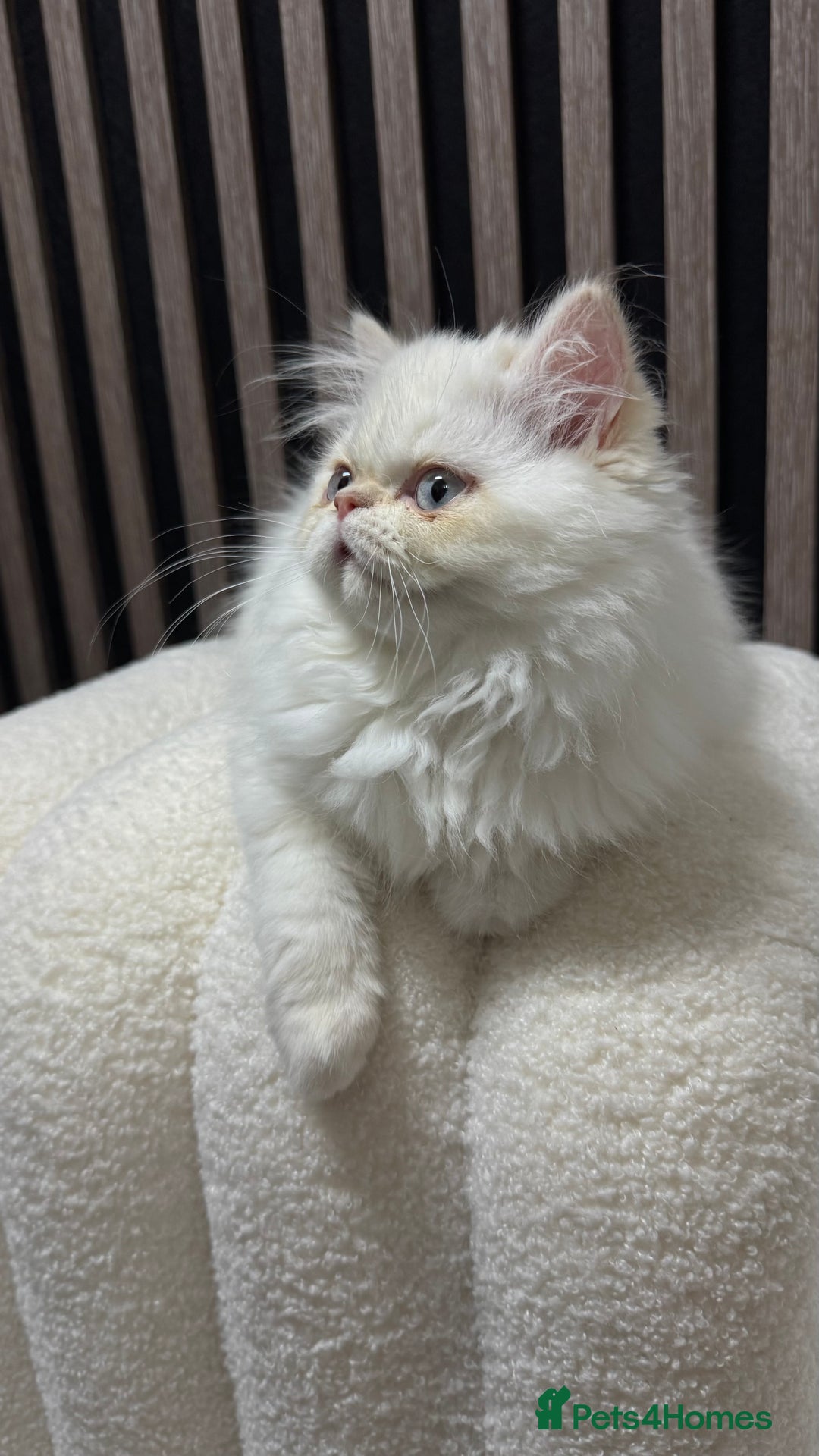 Persian cats for sale: Beautiful Persian Male Kitten Available - Advert 1
