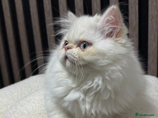 Persian cats Beautiful Persian Male Kitten Available - Advert 2