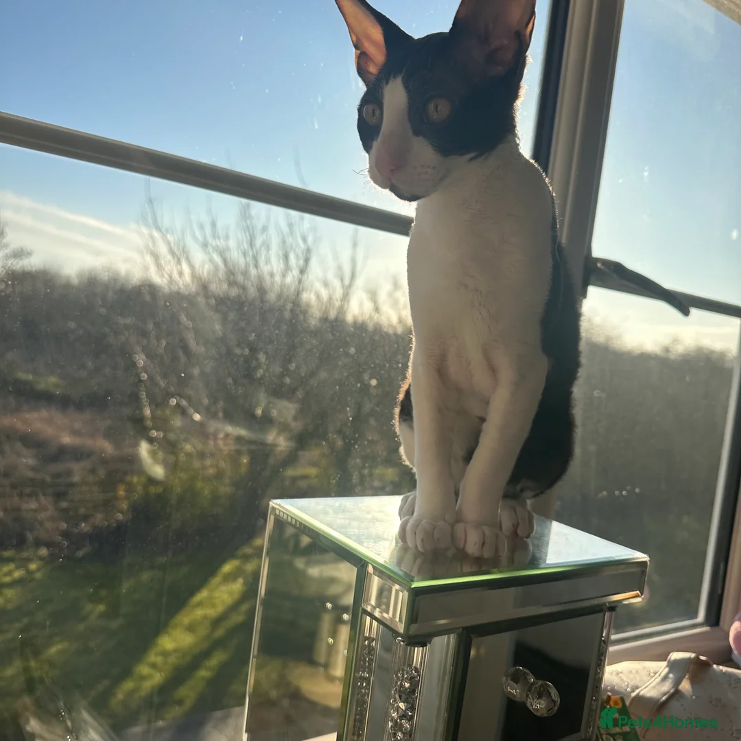 Cornish Rex cats for sale: 1 Gorgeous Cornish Rex Boy - Advert 6