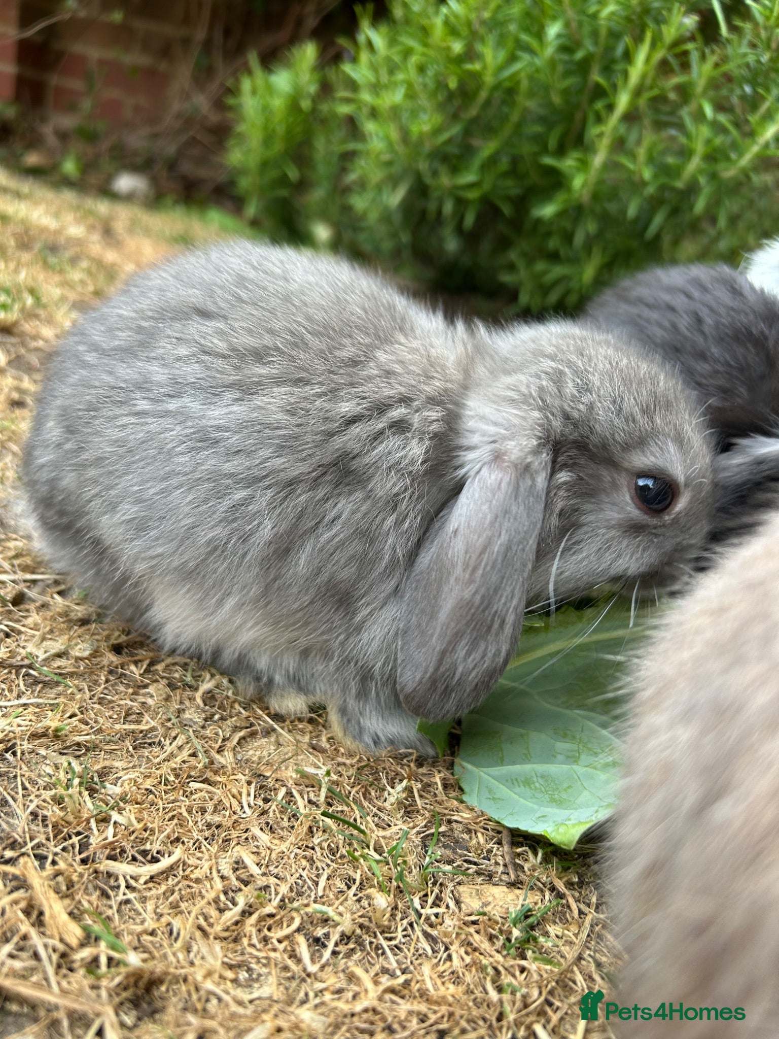 Mini Lop rabbits Beautiful Mini Lop bunnies - range of colours - Advert 2