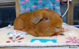 Guinea Pig rodents for sale: Baby Sheltie Sows/ Retired PE Self Golden Sow - Image 11
