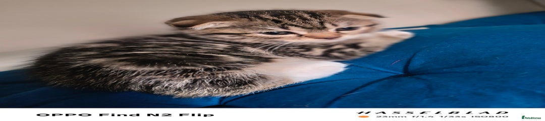 Scottish Fold Kitten 2