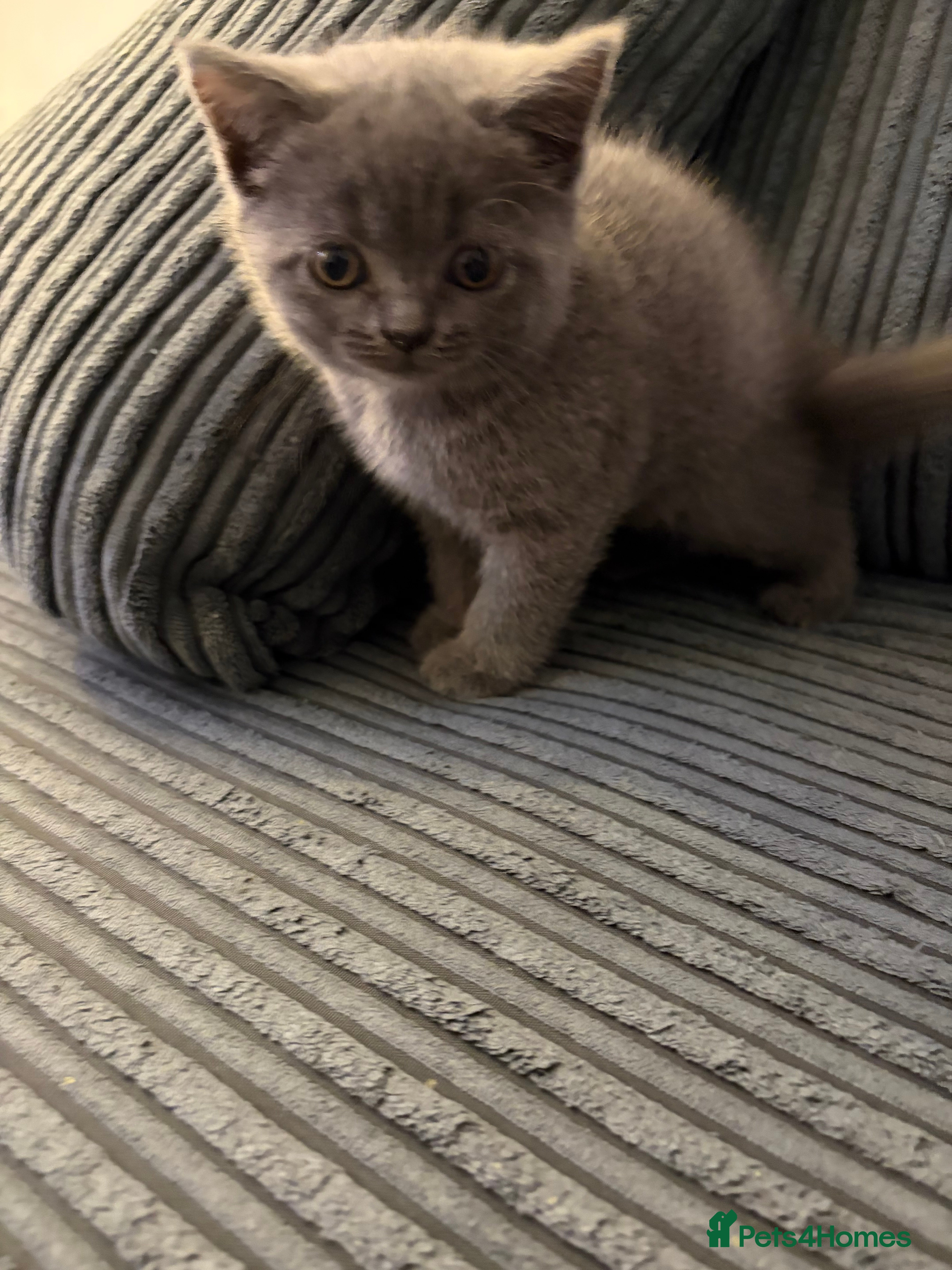 British Shorthair cats Male  - Advert 2