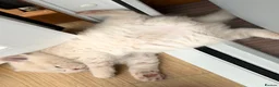 Scottish Fold cats for sale: Last female Scottish fold kittens 🐾 - Advert 30
