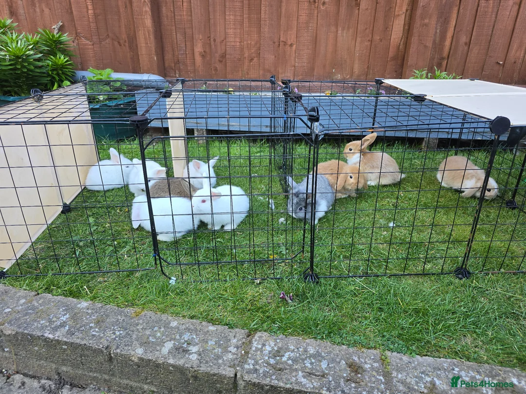 Mini Lion Lop rabbits for sale: Bany mini lop and lionheads - Advert 28