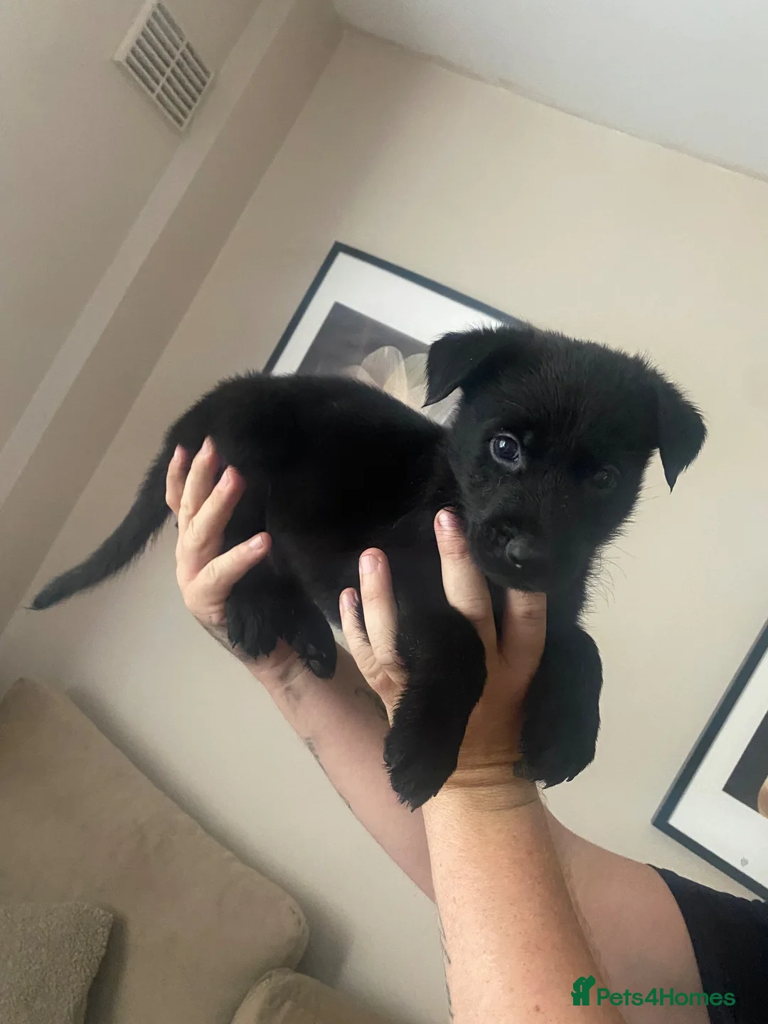 Mixed Breed dogs for sale: Beautiful puppies looking for the new home  - Advert 9