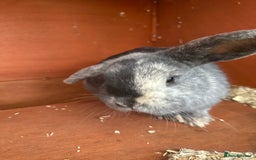 Mini Lop rabbits for sale: 2 female bonded mini lops for sale  - Advert 4