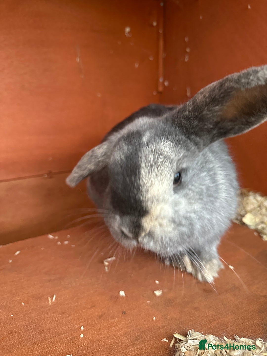 Mini Lop rabbits for sale: 2 female bonded mini lops for sale  - Advert 4