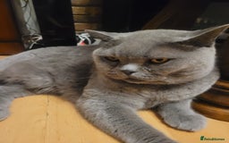 British Shorthair cats for sale: Loving GCCF British Shorthair, 7yo male - Image 4