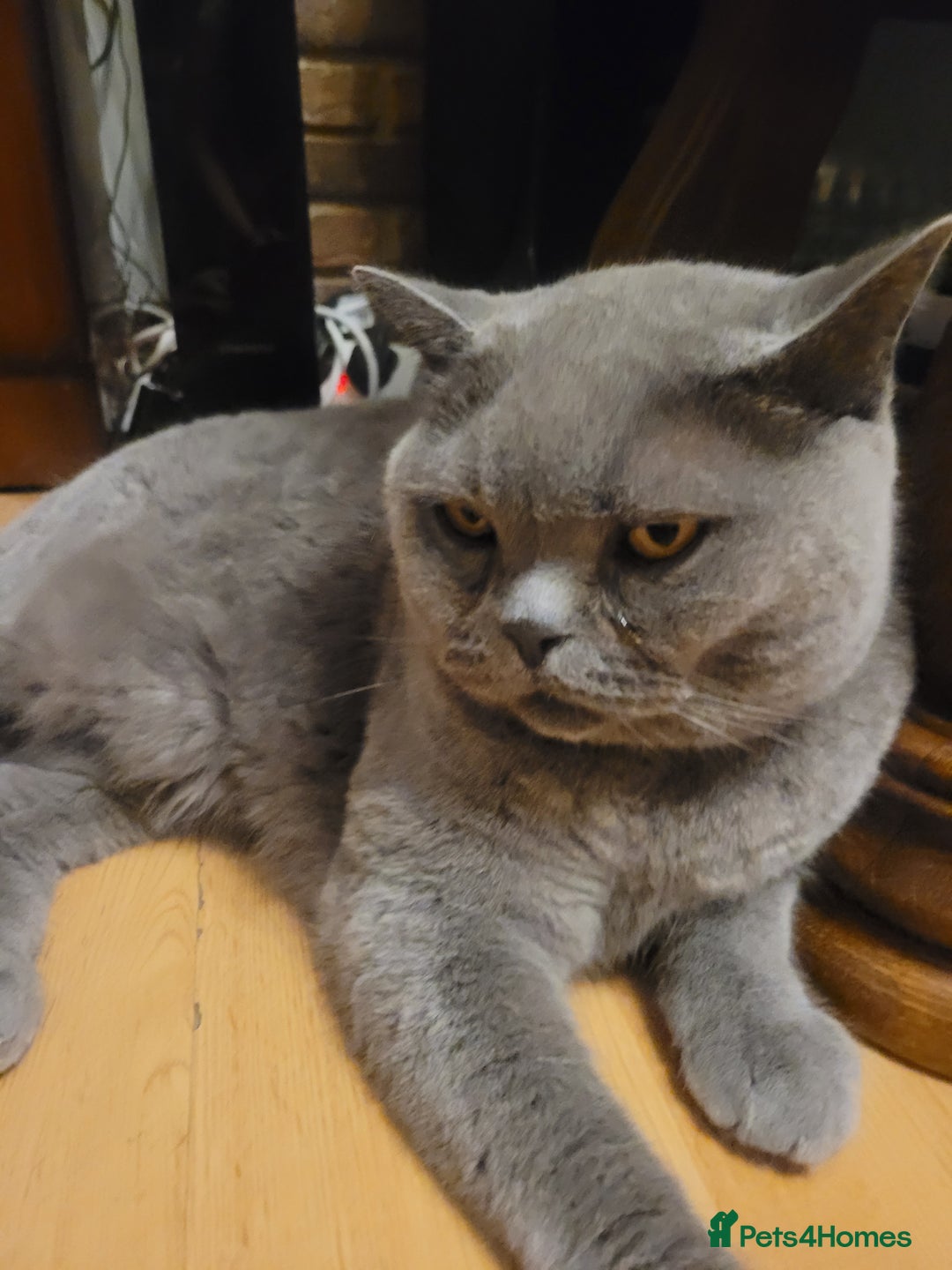 British Shorthair cats for sale: Loving GCCF British Shorthair, 7yo male - Image 4