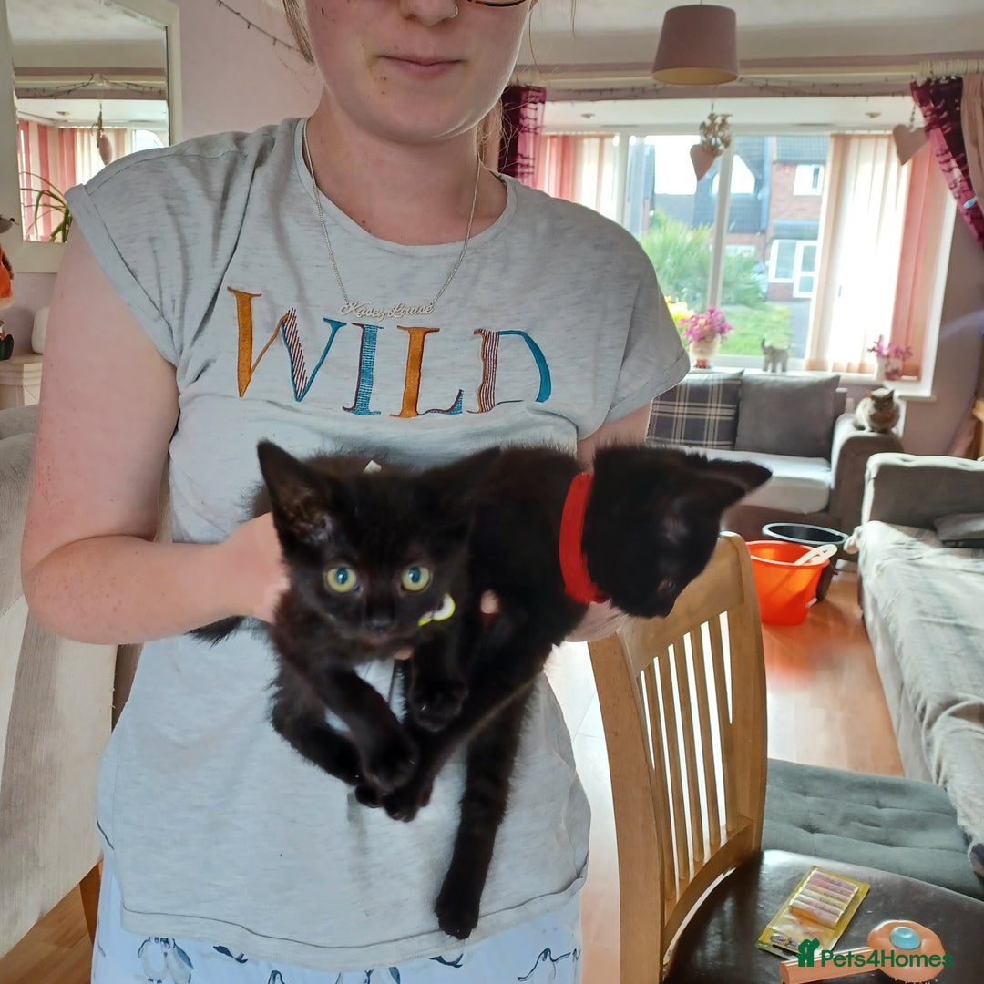 Mixed Breed cats for sale: £50 last 2 kittens - Image 2