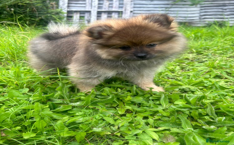 Pomeranian dogs - Advert 1
