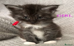 Maine Coon cats for sale: MaineCoon Kittens For Sale Black Smoke - Image 25
