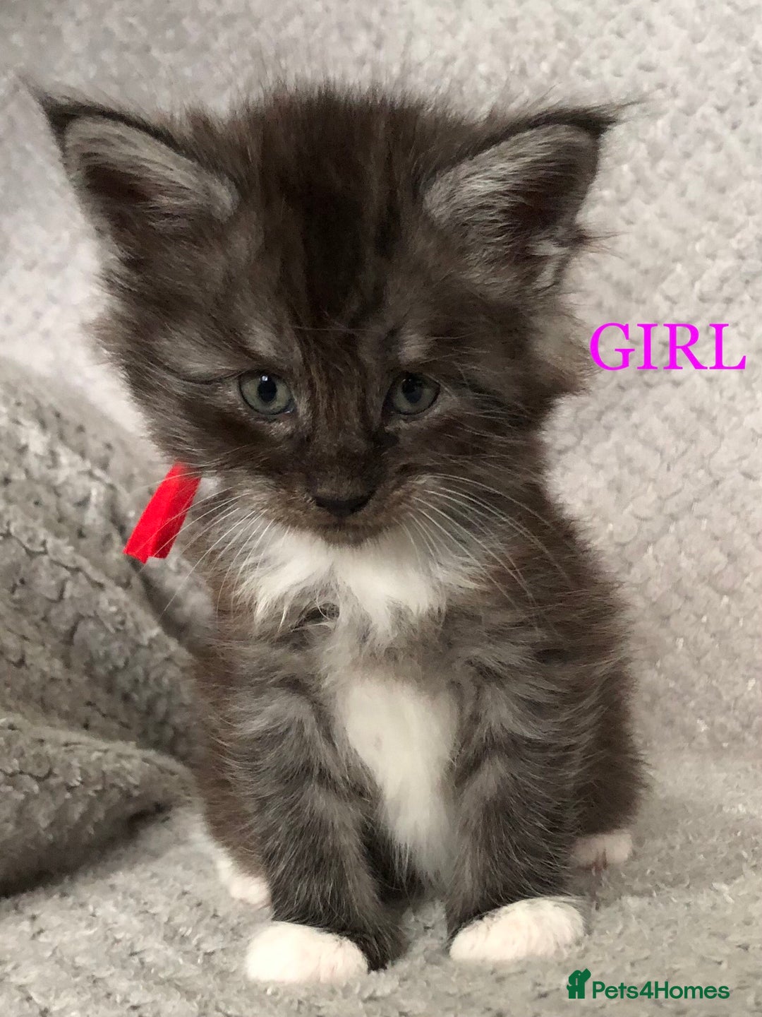Maine Coon cats for sale: MaineCoon Kittens For Sale Black Smoke - Image 25