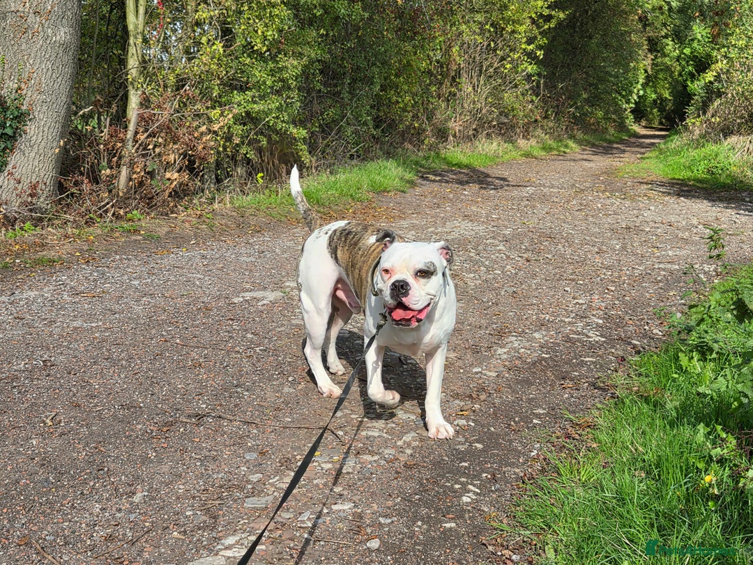 American Bulldog dogs for sale: Rescue Ozzy  - Image 9