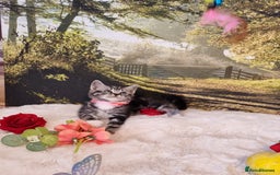 British Shorthair cats for sale: British Shorthair Tabby  - Image 16