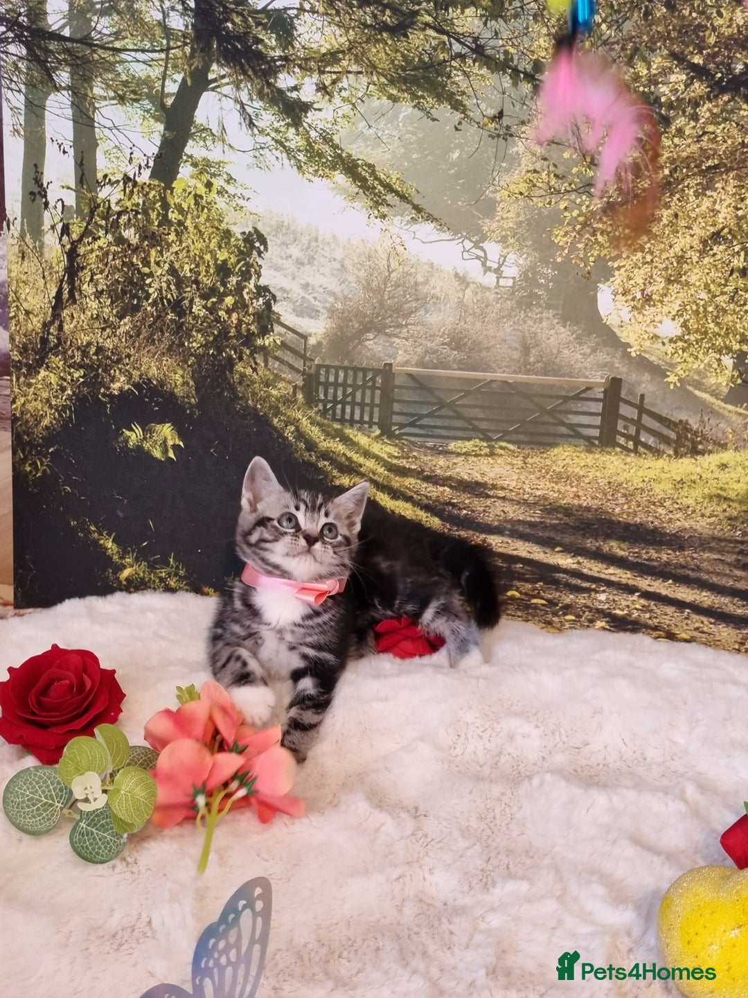 British Shorthair cats for sale: British Shorthair Tabby  - Image 16