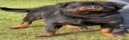 Rottweiler dogs for sale: Top quality kc reg Rottweiler pups german/serbian - Advert 24