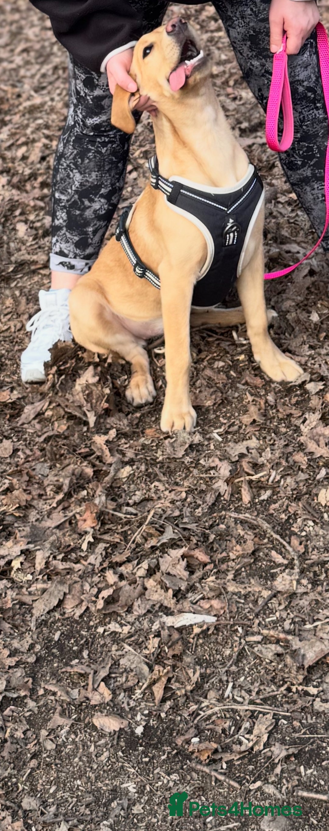 Labrador Retriever dogs for sale: Maisie  - Advert 5