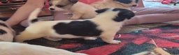Jack Russell dogs for sale: Jack Russell pups  - Advert 3
